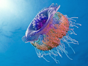 Crown Jellyfish (Netrostoma setouchina, Kronenqualle), Ma... by Henry Jager 